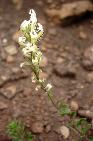 Hebenstretia dura flowers and stem leaves